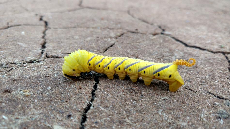 Insect Caterpillar Outdoors
