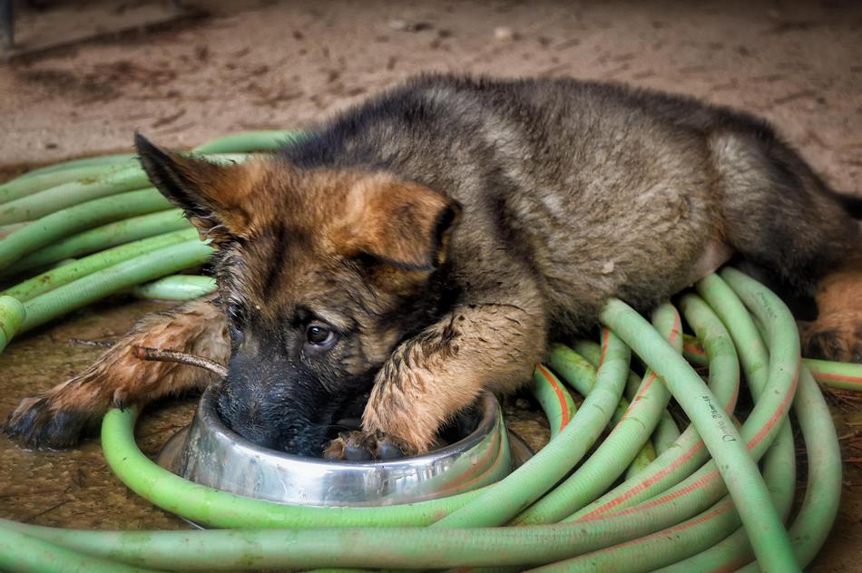 German Shepherd Cute Puppy
