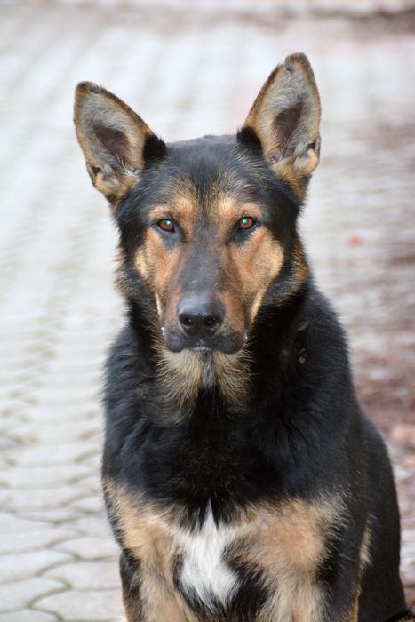 Dog Mammal Canidae nature macro