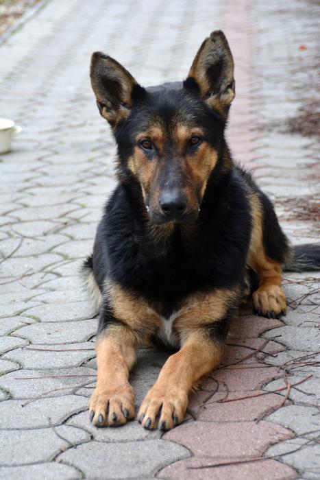 Dog Animal My Favorite