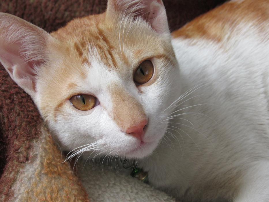 Animal Cat Cute