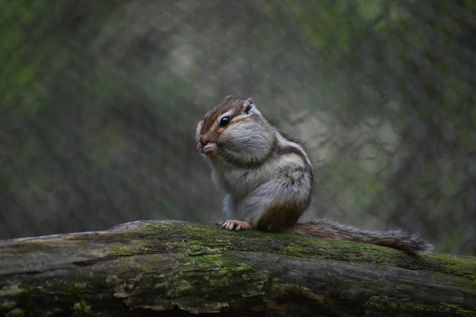 Wild Animal Squirrel Chipmunk