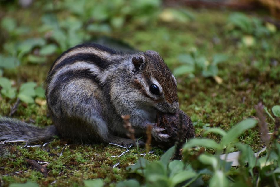 a little brown squirrel in the green grass.