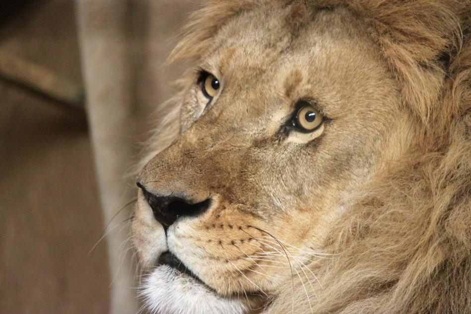 face of a wild lion