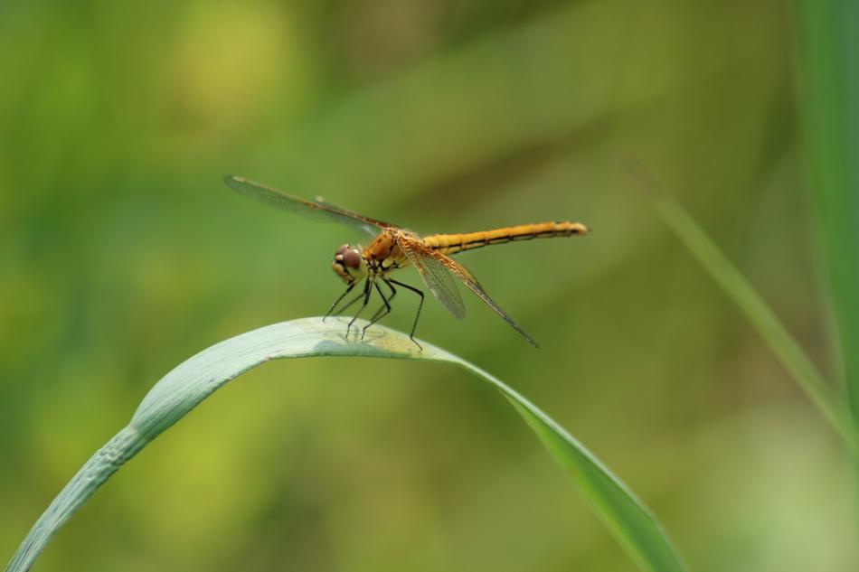 Insect in Nature Living
