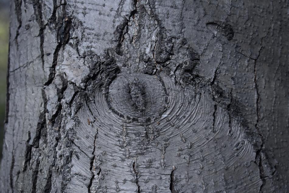 Bark Tree Background