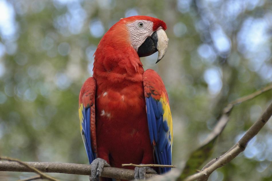 Central America Guatemala Parrot