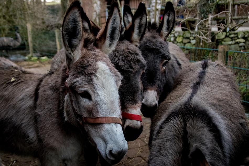 Donkey Mammal Animal