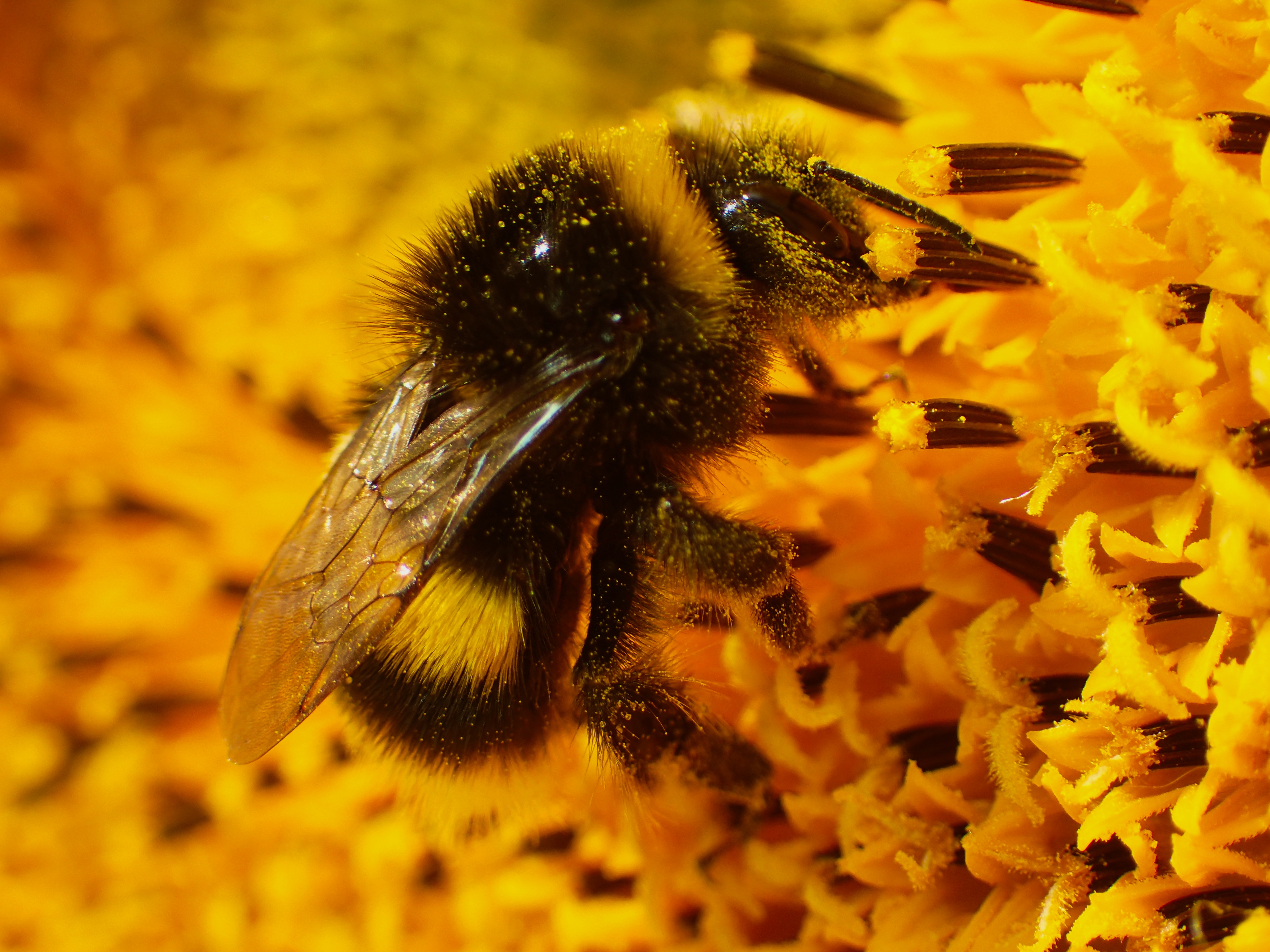 Черные пчелы. Черная пчела. Шмель с желтыми лапками. Чёрная пчела большая. Темная пчела с желтыми.