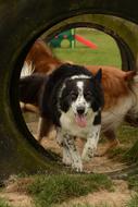Collie Dog Run
