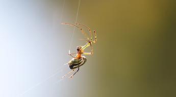 Spider Insect Nature