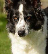 Collie Dog Animal