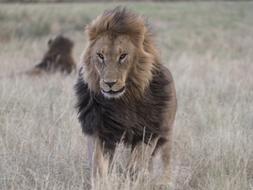 Lion Male Wild