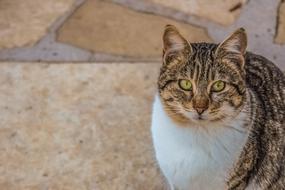 Cat Stray Eyes
