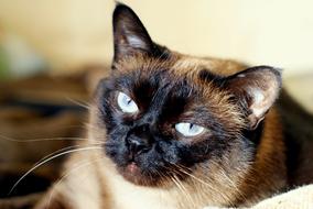 Cat Animals Macro