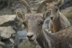 Mammal Animal Goat