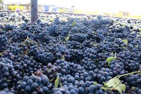 juicy delicious grapes