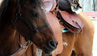 Cowboy Animal Portrait