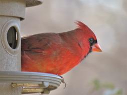 red cardinal Bird in Wildlife Nature