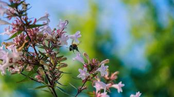 Bee Insect Flower