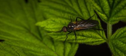 A black beetle in the green foliage
