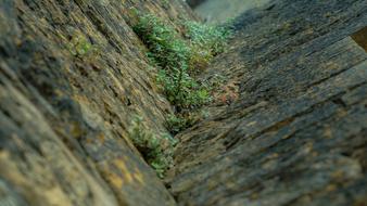 Building Wall Plant