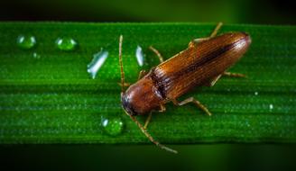 Insect Nature Krupnyj Plan No