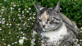 Cat Pet Cute Domestic