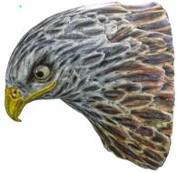 Red Kite Head Milan