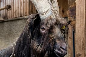 Goat Animal Horns