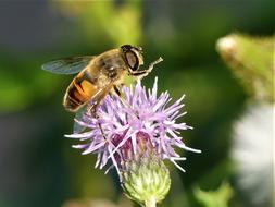 Wild Flower Bee Insect