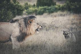 Lion Cat Roar