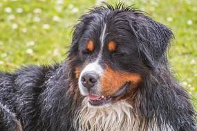 Bernese Mountain Dog Animal