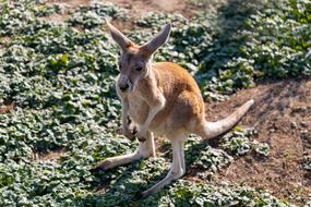 Kangaroo Young Animal