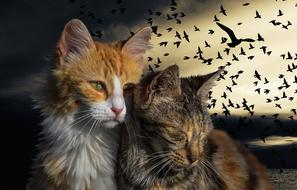 Kitten Cats Pet