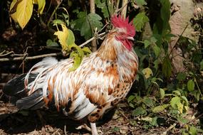 Hahn Gockel Poultry