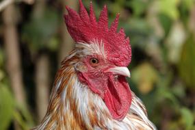 Hahn Cockscomb Rooster Head Close