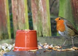 Bird Nature Robin