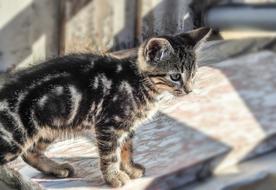 Kitten Cat Pet