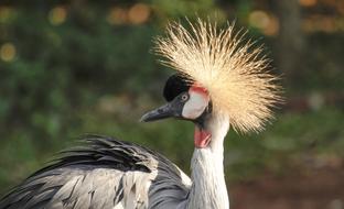 Grey Crowned Crane
