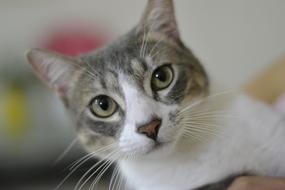 Cat Cute Kitten