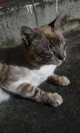 Cat Cute Animalia