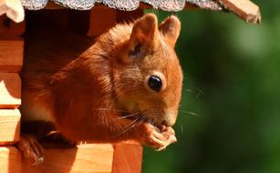 Cute squirrel in the cabin