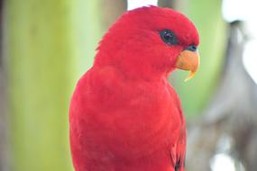 Red Parakeet Parrot Beak