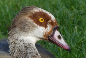 Nile Goose Head Eyes