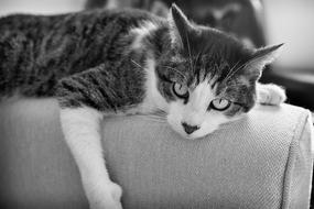 Cat Portrait Domestic