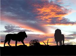 Lion’s silhouettes at Sunset