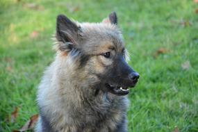 Eurasier Orlaya Blue Dog