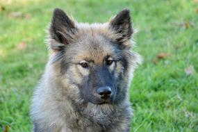 Dog Bitch Eurasier Orlaya Blue