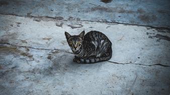 Cat Pat Animal